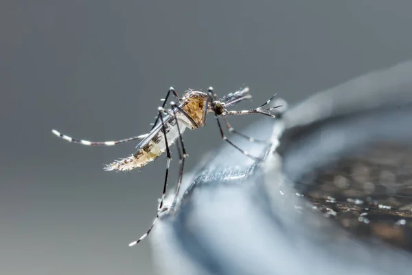 Nyfödd aedes albopictus mygga — Stockfoto