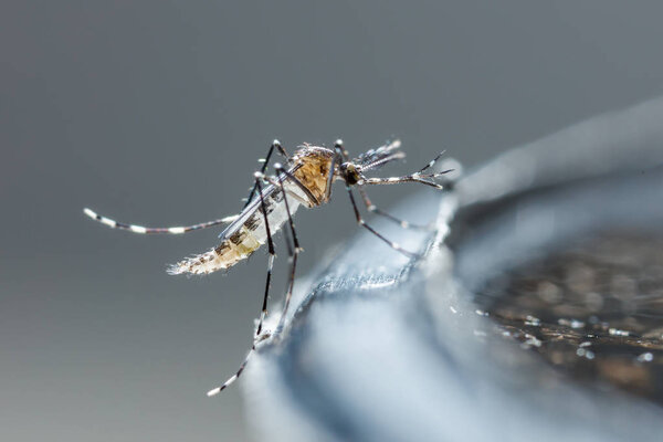 Newborn aedes albopictus mosquito