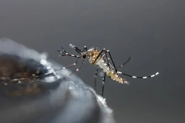 Mosquito recém-nascido aedes albopictus — Fotografia de Stock