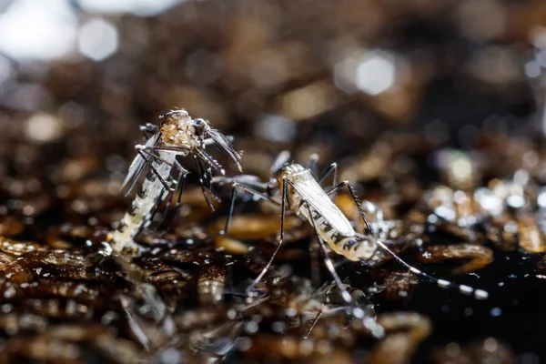 Yeni doğan aedes albopictus sivrisinek — Stok fotoğraf