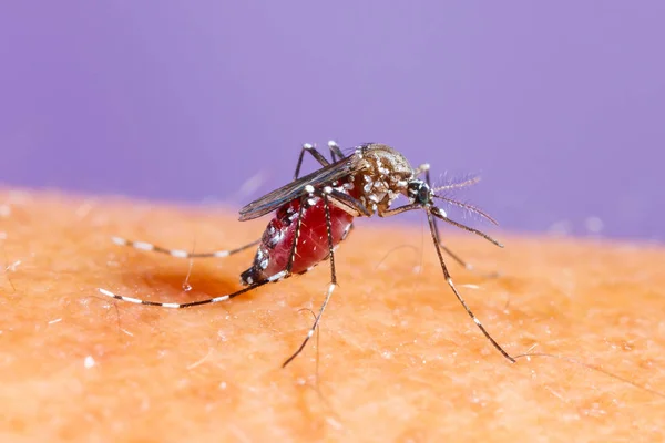 Aedes albopictus mygga — Stockfoto