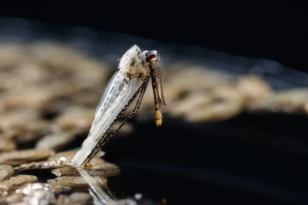 Новонароджений анопель дирхальний комар — стокове фото