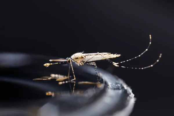 Mosquito recém-nascido anopheles dirus — Fotografia de Stock