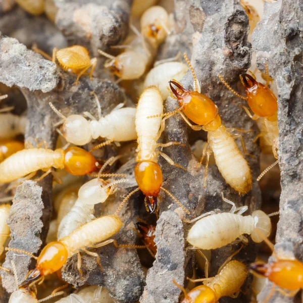 Termitas o hormigas blancas — Foto de Stock