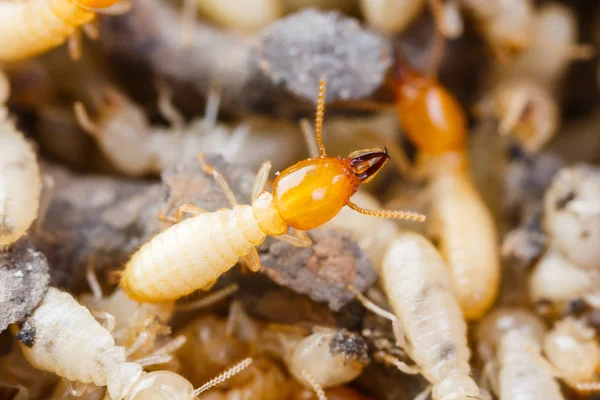 Termites or white ants — Stock Photo, Image