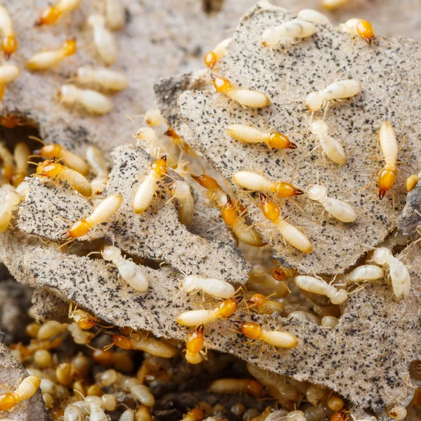 Termitas o hormigas blancas — Foto de Stock