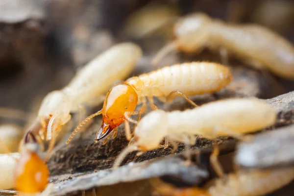 Fechar Térmitas Formigas Brancas Destruídas Fotografia De Stock