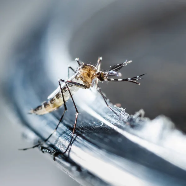 Close Mosquito Recém Nascido Aedes Albopictus Animal Praga Contágio Imagens Royalty-Free