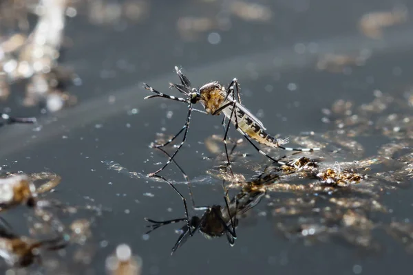 Close Mosquito Recém Nascido Aedes Albopictus Animal Praga Contágio Imagens Royalty-Free