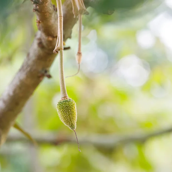 Mladí durian ovoce na stromě — Stock fotografie