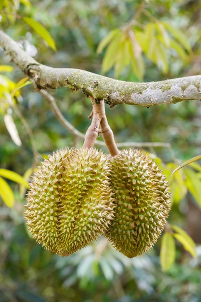 Durian fruit on tree — Stock Photo, Image