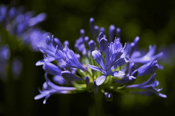 Blooming Blue Agapanthus, African Lily (Agapanthus Africanus), or Lily of the Nile. Blue lily flower background.