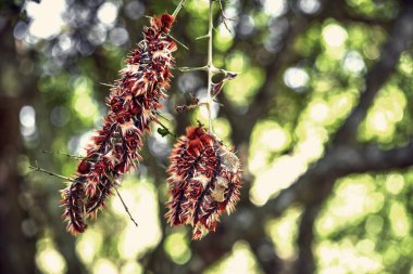 Bir taç ağacına (Scutia buxifolia) asılı bir grup Arjantin bayrağı kelebeğinin (Morpho epistrophus argentinus) yakın çekimi. Doğal Arkaplan.