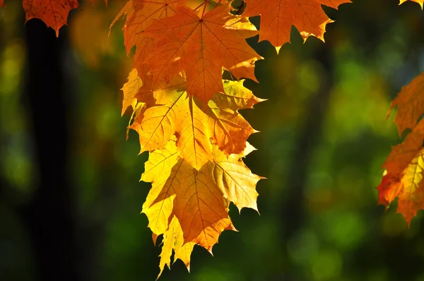 Tijd tot de daling van het blad. — Stockfoto