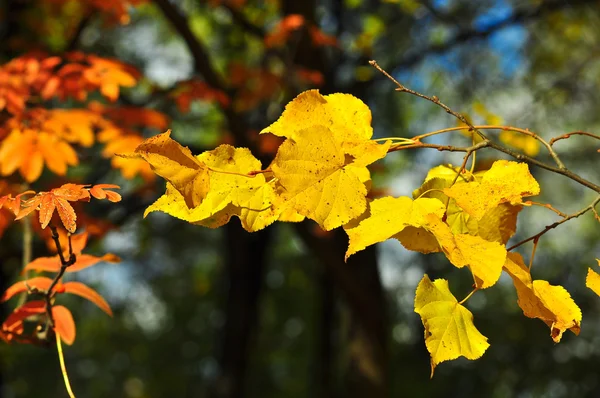 Achtergrond van herfstbladeren. — Stockfoto