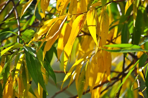 Fundo de folhas de outono. — Fotografia de Stock