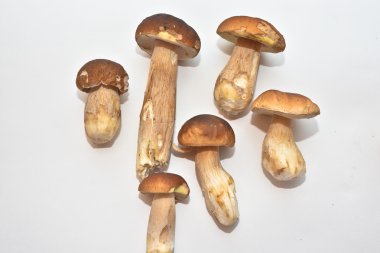 Beyaz mantar (Boletus mantarı). 