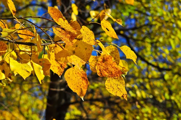 De heldere kleuren van het loof van oktober. — Stockfoto