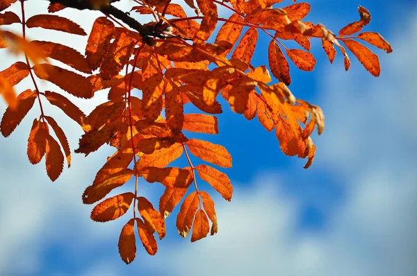 De heldere kleuren van het loof van oktober. — Stockfoto