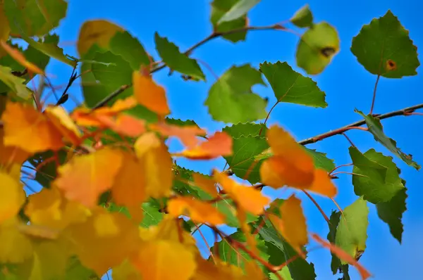 De heldere kleuren van het loof van oktober. — Stockfoto