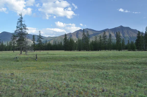 Green meadows in mountain valley of the river Suntar. — Stock Photo, Image