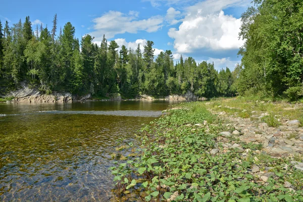 Unberührte Komi-Wälder, der Fluss shchugor. — Stockfoto