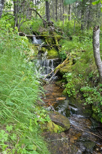 Tajga creek v národním parku na Urale. — Stock fotografie