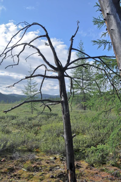 Trockener Baum gegen die Tundra. — Stockfoto