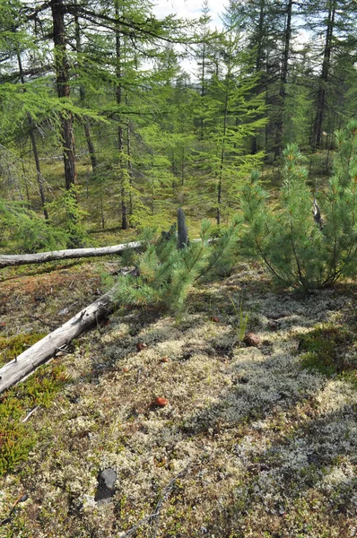 Siberische dwergden in bladverliezende taiga yakutia. — Stockfoto