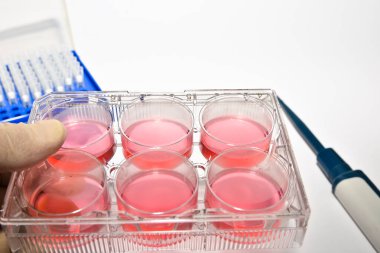 Tıp ve Biyoloji hücre Kültür Teknoloji. 