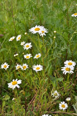 yabani papatya çiçek.