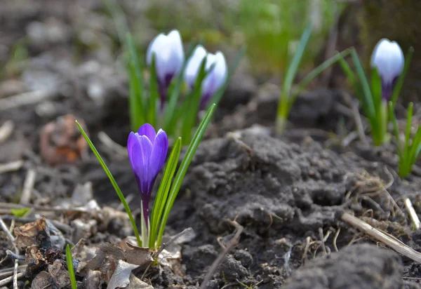 April crocus in the Moscow region . — стоковое фото
