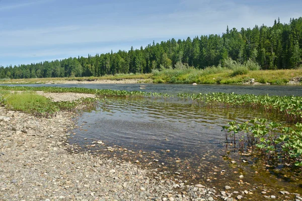 Saftig grüne Pflanzen am Ufer der Taiga. — Stockfoto