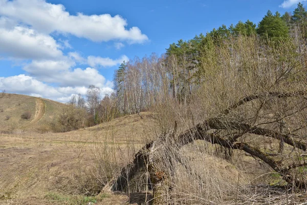 Il bordo della foresta primaverile . — Foto Stock