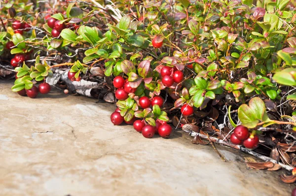 Hahnenfuß - die ersten Blüten des Frühlings. — Stockfoto