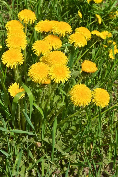 Gele paardenbloemen op groene weiden.. — Stockfoto