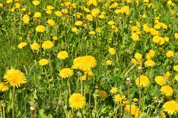 Dientes de león amarillos en prados verdes .. — Foto de Stock