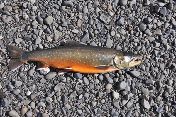 Trophy fishing - Arctic char. — Stock Image Trophy fishing - Arctic char. Stock Image