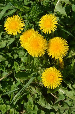 Parlak çiçek karahindiba.