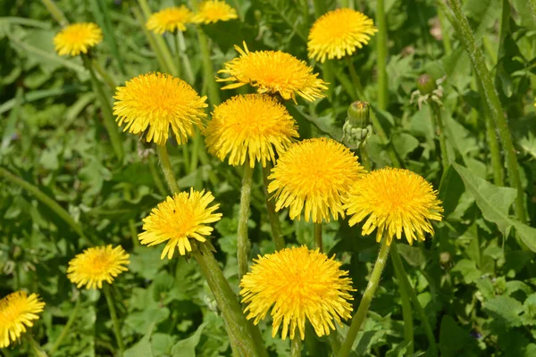 Fiori brillanti denti di leone . — Foto Stock