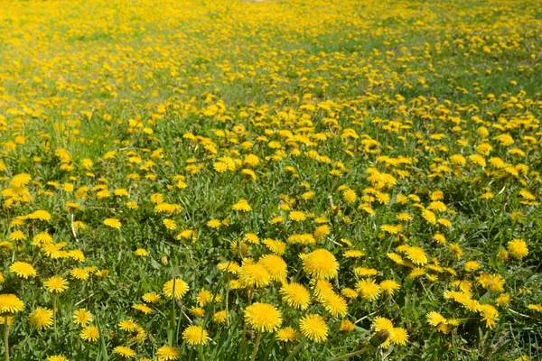 Ljusa blommor maskrosor. — Stockfoto