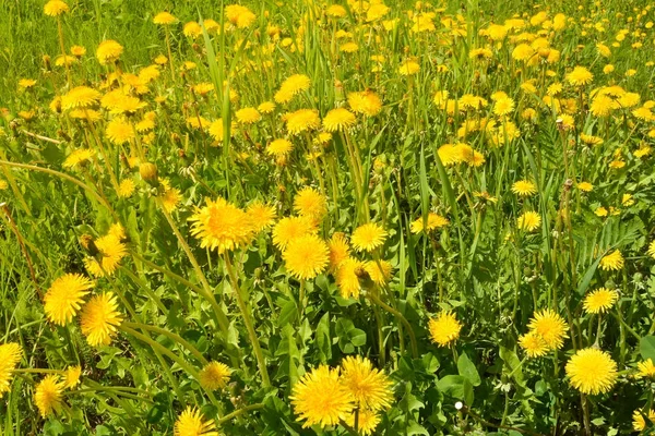 Maskrosor i våren ängen. — Stockfoto