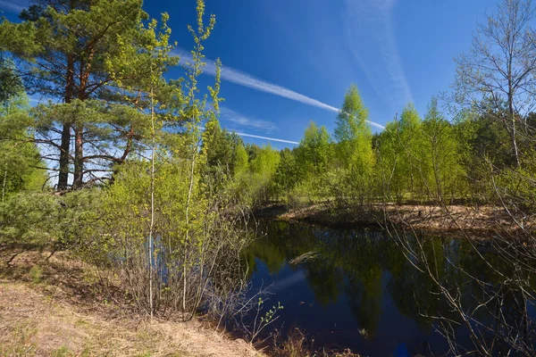 Весна в национальном парке "Мещерский", центральная Россия . — стоковое фото