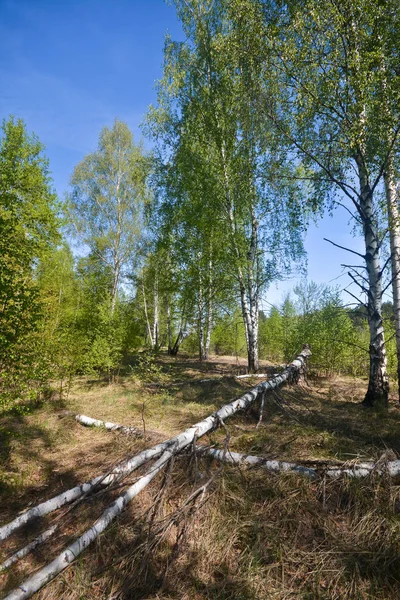Lente in het nationaal park "Meshchersky", Centraal Rusland. — Stockfoto