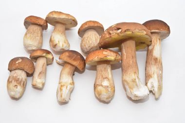 Beyaz mantar (Boletus mantarı). 