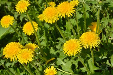 Dandelions bahar çayırda. 