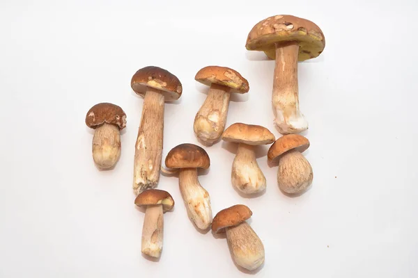 Seta blanca (Boletus edulis ). — Foto de Stock