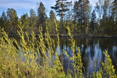 Bahar nehri manzarası. 