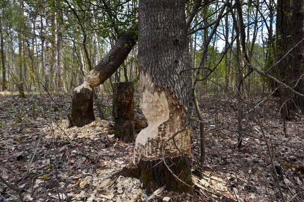 Beavers chewed tree trunks. — Stock Photo, Image