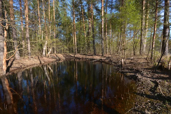 Dammen i skogen våren. — Stockfoto